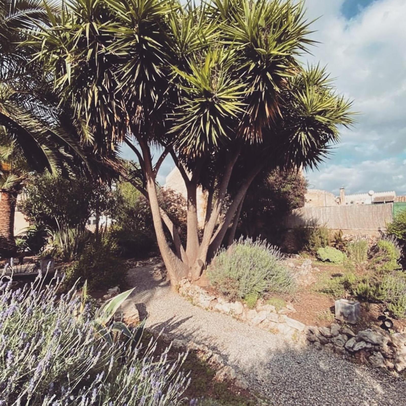 Casa Mona Turismo De Interior ξενώνας Llubí Εξωτερικό φωτογραφία